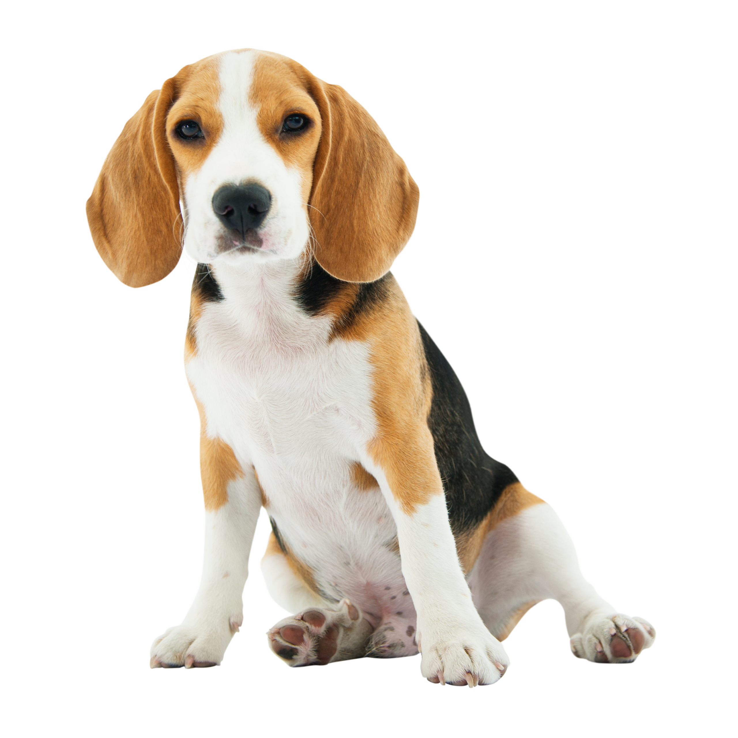 Beagle pod opieką najlePSY